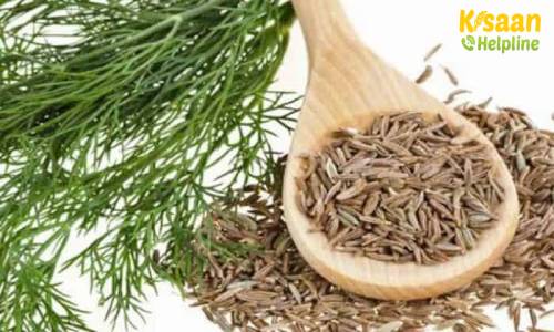 आइये जानते है जीरा की उन्नत खेती और उन्नत किस्मों के बारे में